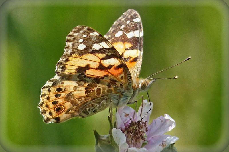 Butterfly Painted Lady, Vanessa cardui
