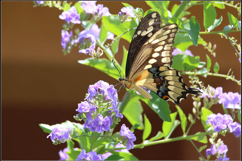 Giant Swallowtail Butterfly, Papilio cresphontes 