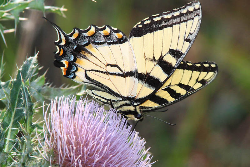 Eastern Tiger Swallowtail, Papilio glaucus