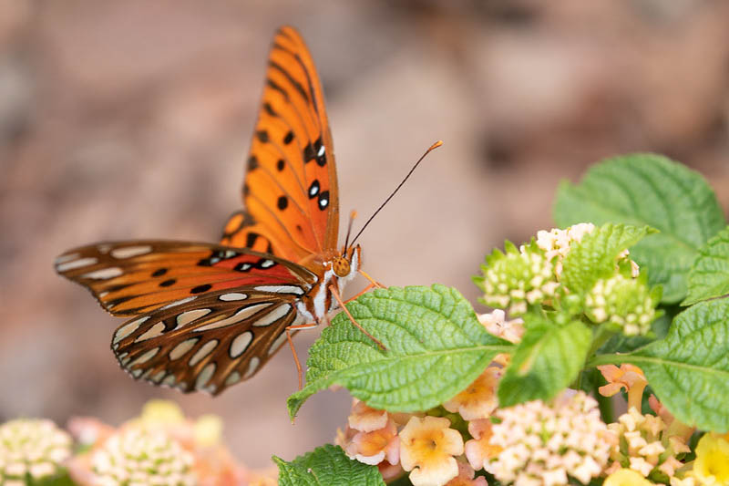 Gulf Fritillary, Dione vanillae