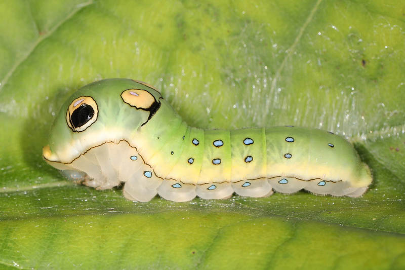 spicebush swallowtail butterfly