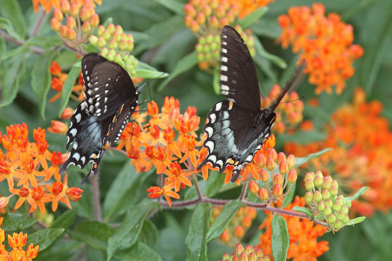 spicebush swallowtail butterfly