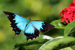 Ulysses Butterfly (Papilio ulysses)
