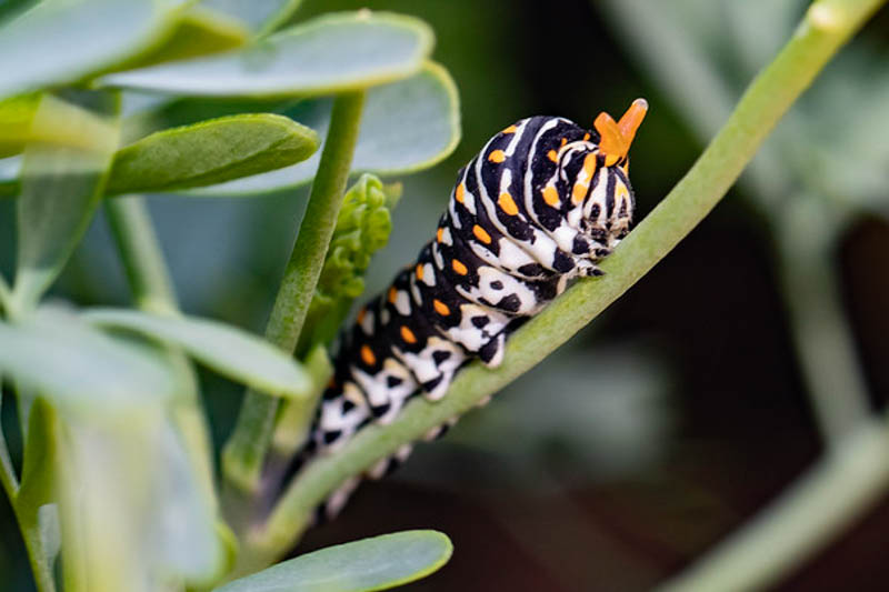 Black swallowtail caterpillar, Papilio polyxenes