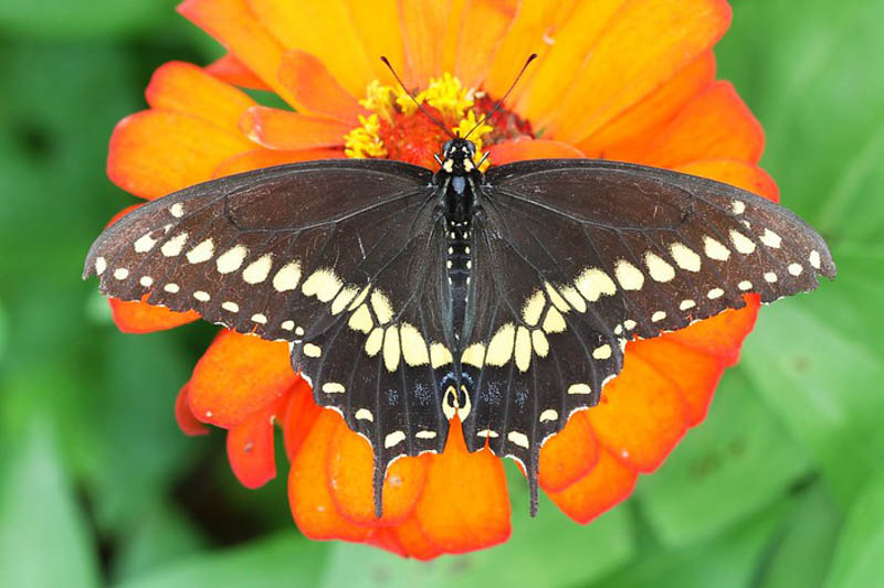 Black swallowtail butterfly, Papilio polyxenes