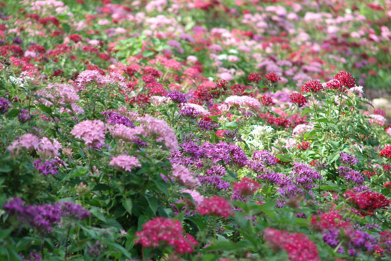 star flower, star cluster, pentas lanceolata, Egyptian star flower