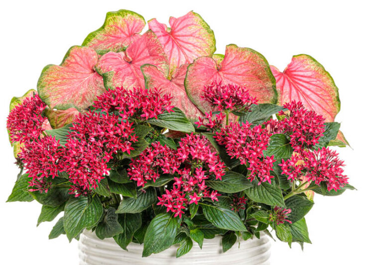 Pentas Sunstar® Red, Red Pentas, Pentas lanceolata, Egyptian Star Flower