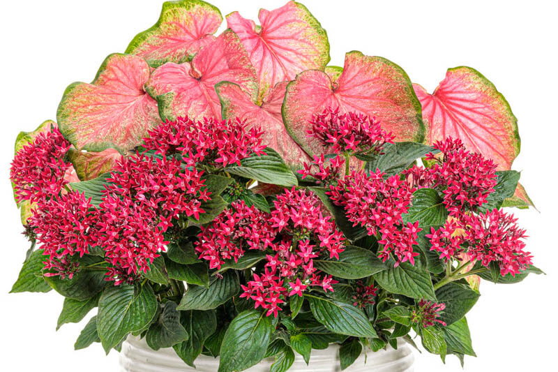 Pentas Sunstar® Red, Red Pentas, Pentas lanceolata, Egyptian Star Flower