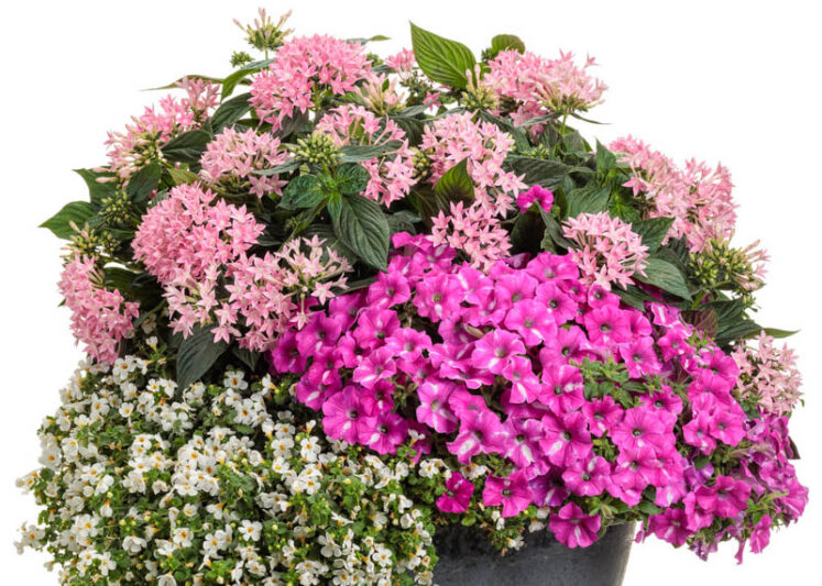 Pentas Sunstar® Pink, Pink Pentas, Pentas lanceolata, Egyptian Star Flower