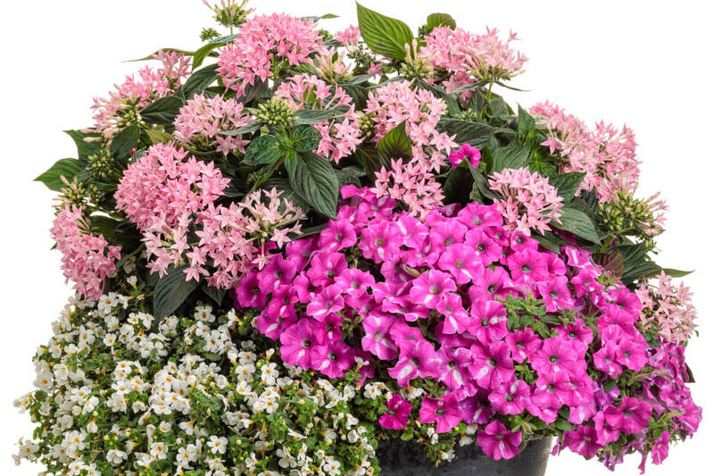 Pentas Sunstar® Pink, Pink Pentas, Pentas lanceolata, Egyptian Star Flower