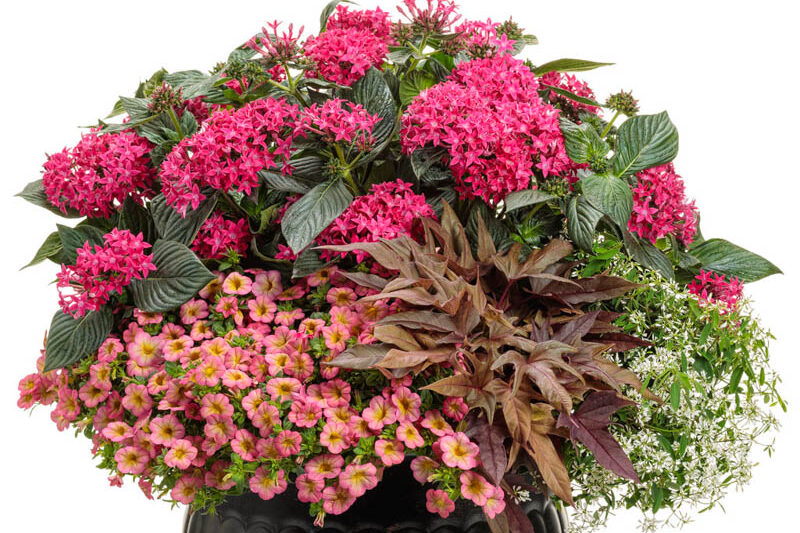 Pentas Sunstar® Red, Red Pentas, Pentas lanceolata, Egyptian Star Flower