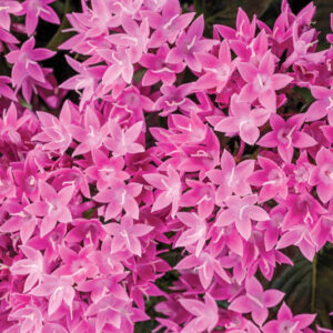 pentas Sunstar® Lavender, Pentas lanceolata, Egyptian Star Flower