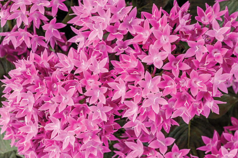 pentas Sunstar® Lavender, Pentas lanceolata, Egyptian Star Flower