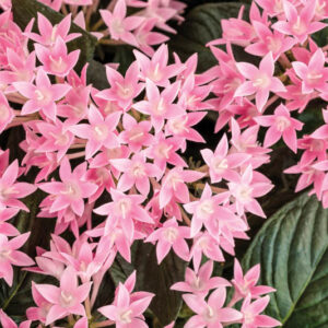 Pentas Sunstar® Pink, Pink Pentas, Pentas lanceolata, Egyptian Star Flower