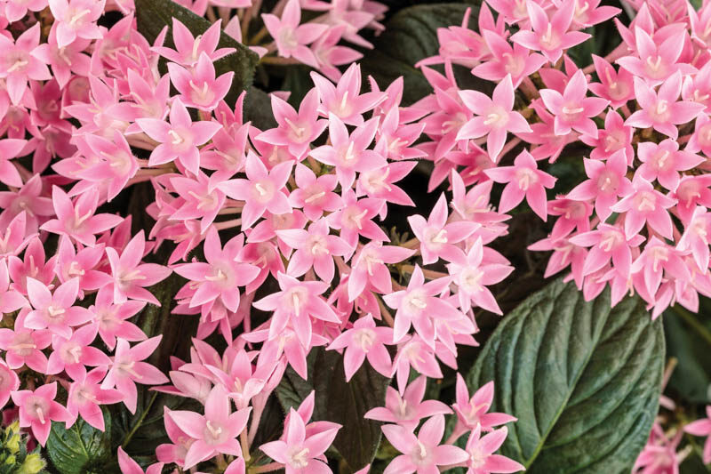 Pentas Sunstar® Pink, Pink Pentas, Pentas lanceolata, Egyptian Star Flower