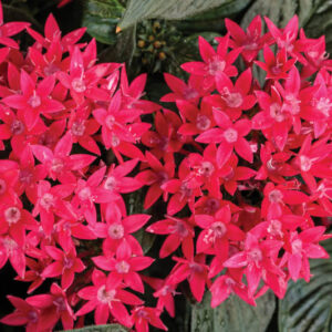 Pentas Sunstar® Red, Red Pentas, Pentas lanceolata, Egyptian Star Flower