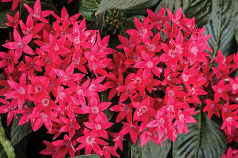Pentas Sunstar® Red, Red Pentas, Pentas lanceolata, Egyptian Star Flower