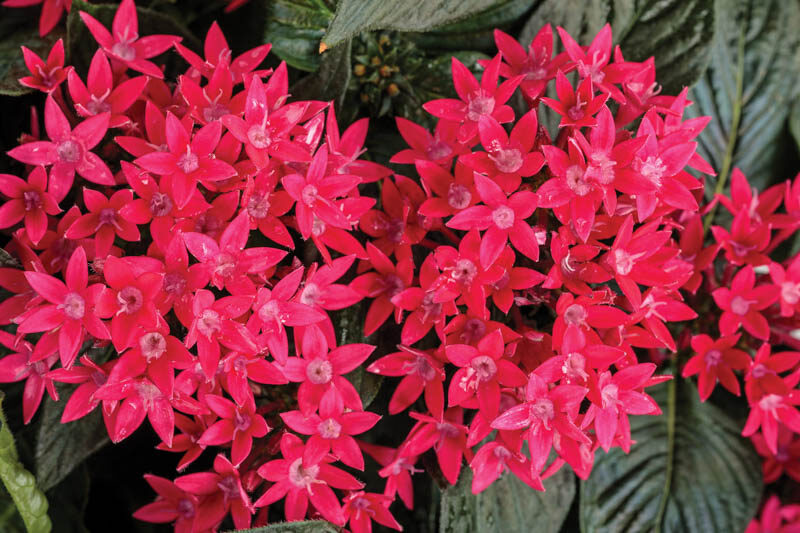 Pentas Sunstar® Red, Red Pentas, Pentas lanceolata, Egyptian Star Flower