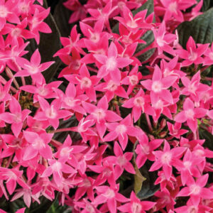 Pentas Sunstar® Rose, Pink Pentas, Pentas lanceolata, Egyptian Star Flower