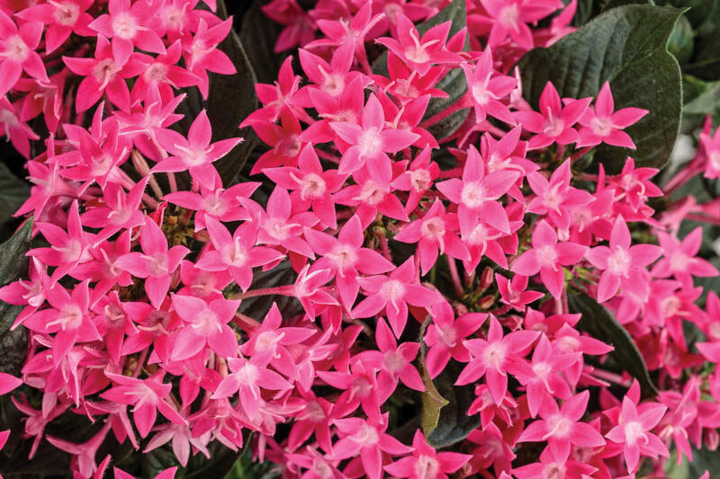 Pentas Sunstar® Rose, Pink Pentas, Pentas lanceolata, Egyptian Star Flower