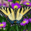 Eastern Tiger Swallowtail, Papilio glaucus