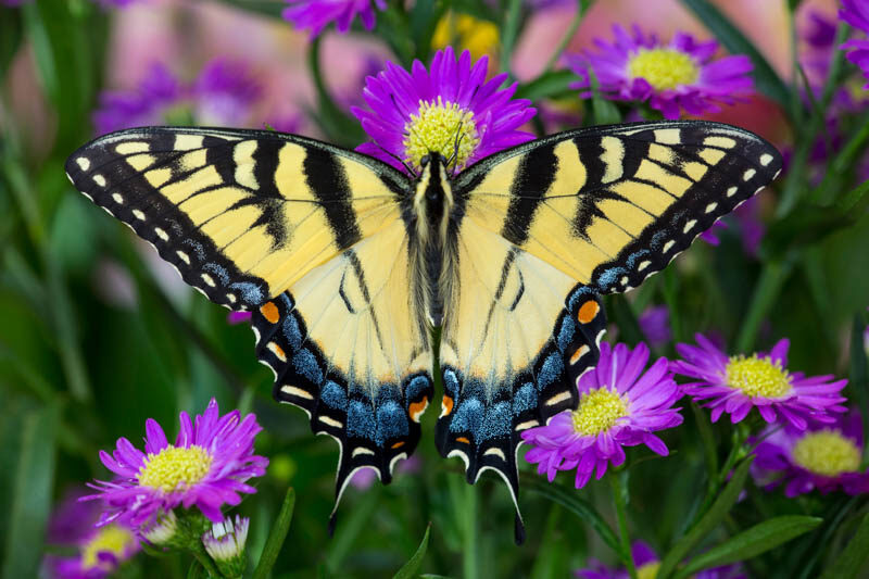 Eastern Tiger Swallowtail, Papilio glaucus