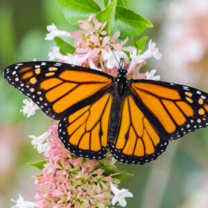 Monarch butterfly