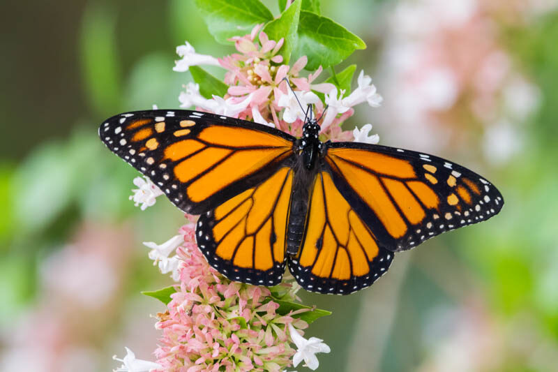 Monarch butterflies' big white spots help them fly better