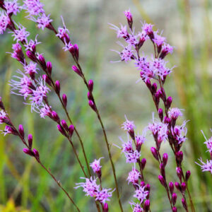 Blazing Star, Liatris, Liatris microcephala, Smallhead Blazing Star, Smallhead Gayfeather, Smallhead Liatris