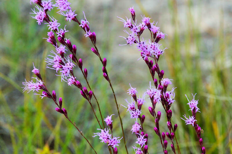 Blazing Star, Liatris, Liatris microcephala, Smallhead Blazing Star, Smallhead Gayfeather, Smallhead Liatris