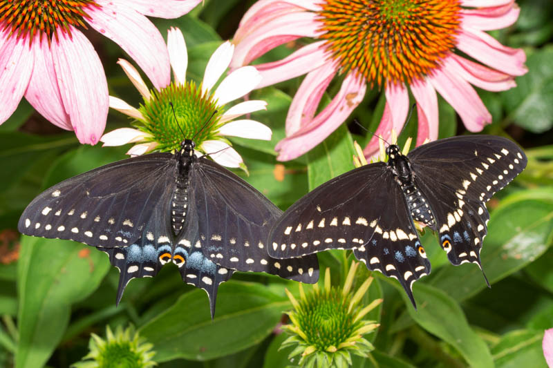 Black Swallowtail Butterflies, Male Black Swallowtail, Female Black Swallowtail 