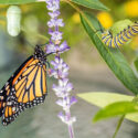 Monarch, Chrysalis, caterpillar, Monarch butterfly, Danaus Plexippus