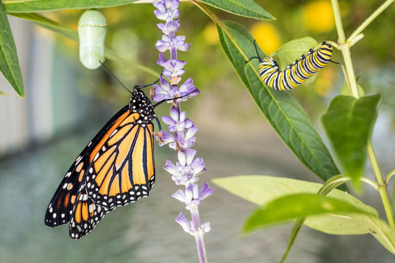 Monarch, Chrysalis, caterpillar, Monarch butterfly, Danaus Plexippus