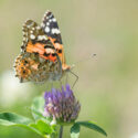 Butterfly Painted Lady, Vanessa cardui