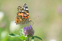 Butterfly Painted Lady, Vanessa cardui
