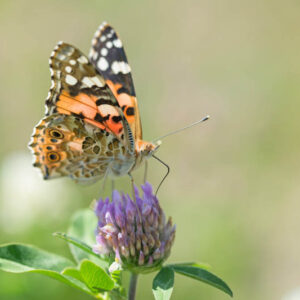 Butterfly Painted Lady, Vanessa cardui