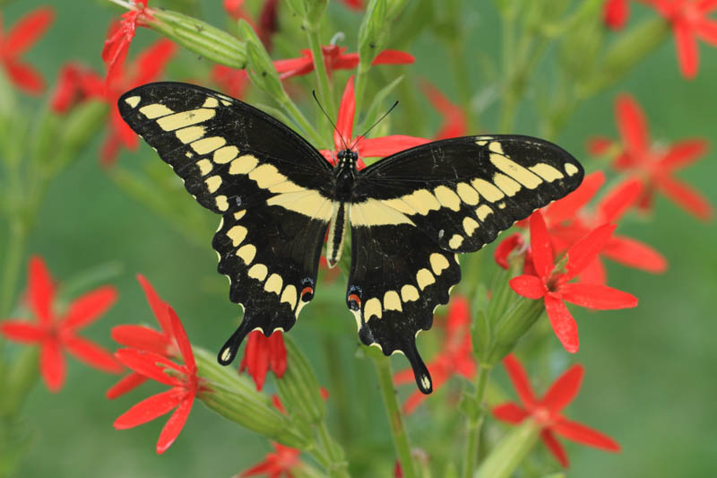 Giant Swallowtail Butterfly, Papilio cresphontes 