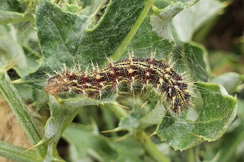 Butterfly Painted Lady, Caterpillar, Vanessa cardui