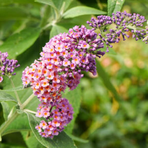 Butterfly Bush Bicolor, Butterfly bush Flower Power, Buddleja Bicolor, Buddleia Bicolor, Buddleja Flower Power, Buddleia Flower Power,