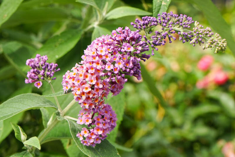 Butterfly Bush Bicolor, Butterfly bush Flower Power, Buddleja Bicolor, Buddleia Bicolor, Buddleja Flower Power, Buddleia Flower Power,