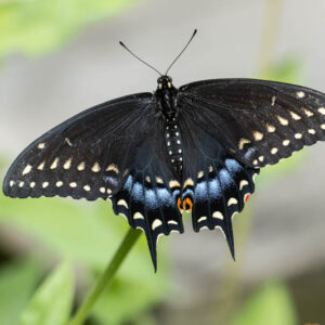 spicebush swallowtail butterfly