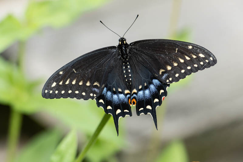 spicebush swallowtail butterfly