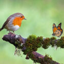robin, Erithacus rubecula, monarch butterfly, Danaus plexippus