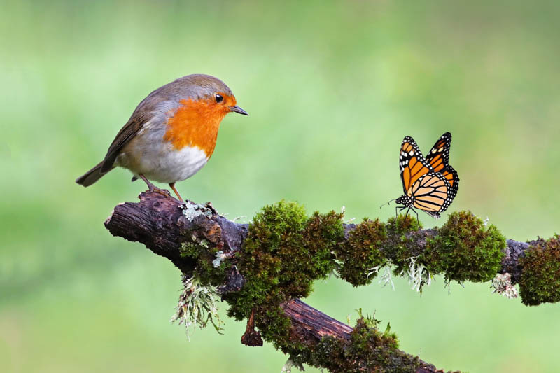 robin, Erithacus rubecula, monarch butterfly, Danaus plexippus