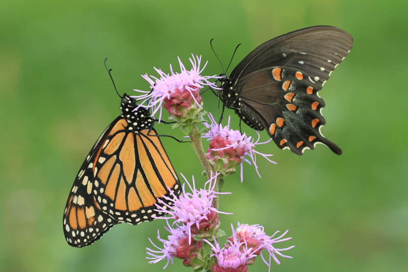 monarch butterfly, spicebush swallowtail butterfly, papilio troilus, liatris aspera, blazing star
