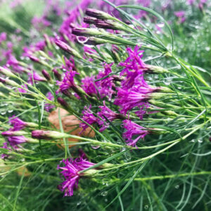 Vernonia lettermannii, narrowleaf ironweed