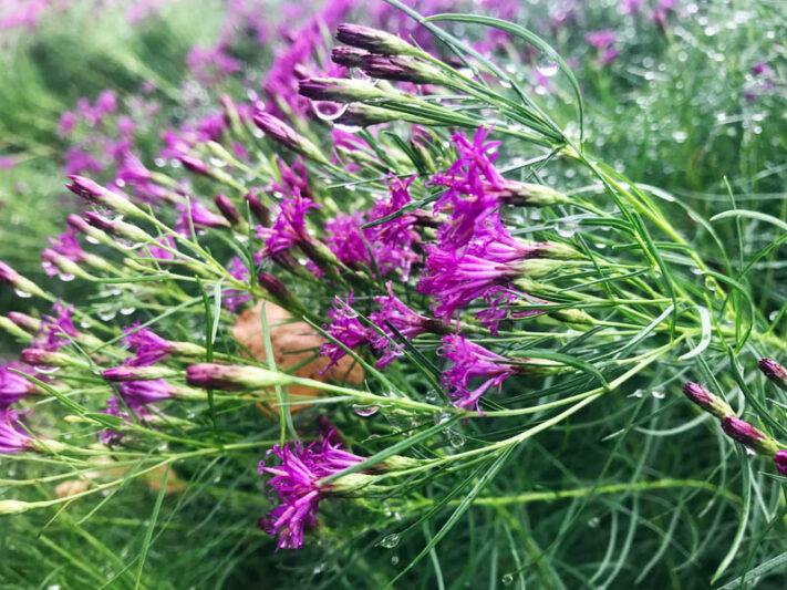 Vernonia lettermannii, narrowleaf ironweed