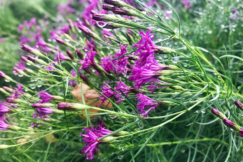 Vernonia lettermannii, narrowleaf ironweed