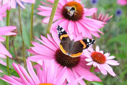 Red admiral butterfly, Vanessa atalanta