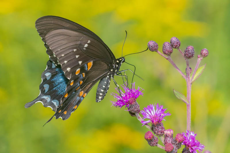 Spicebush Swallowtail, Papilio troilus, Missouri Ironweed, Vernonia missurica